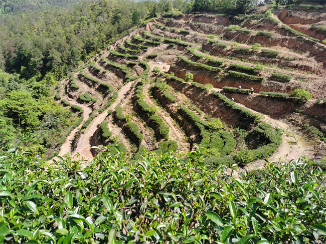 茶园基地