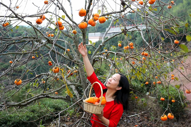 柿花基地